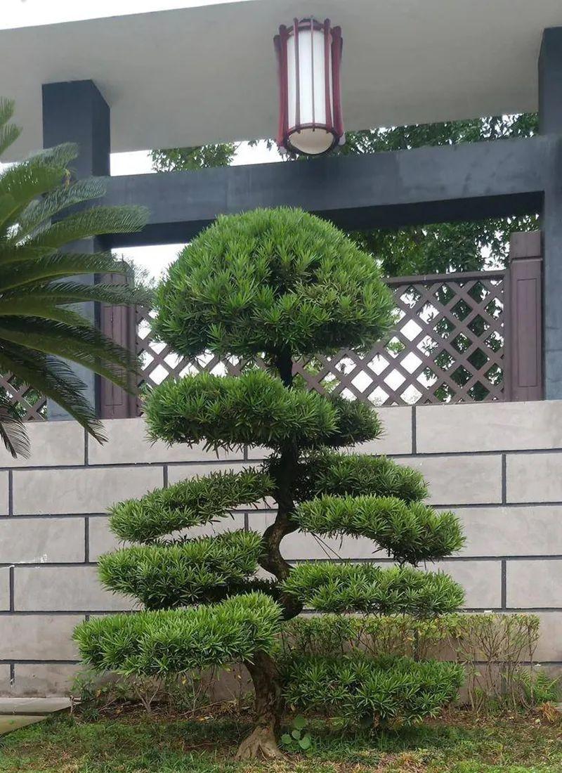 庭院绿化树苗哪些品种最好(这几种苗木适合高端庭院) - 农业 - 爱宁