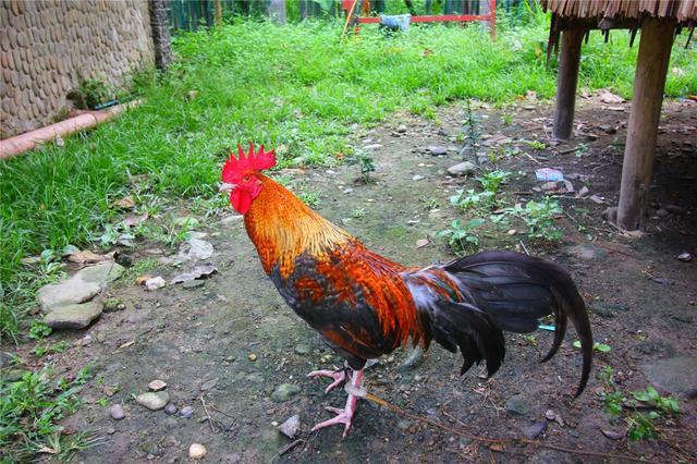 与动物有关的诗句，有关动物的诗句（6副妙用鸡鸭的对联）