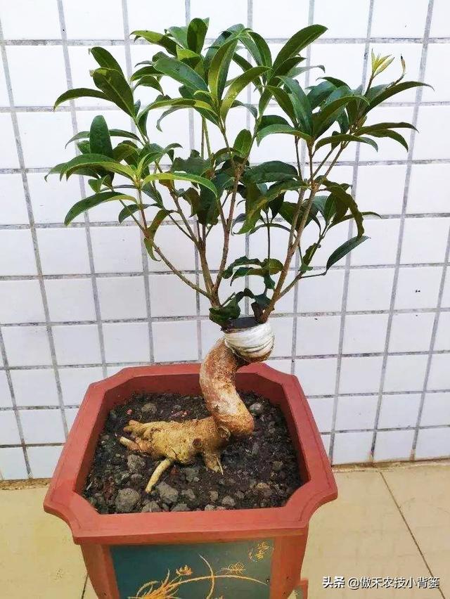 嫁接有哪两种方式，嫁接的方式有两种（桂花几月份嫁接）