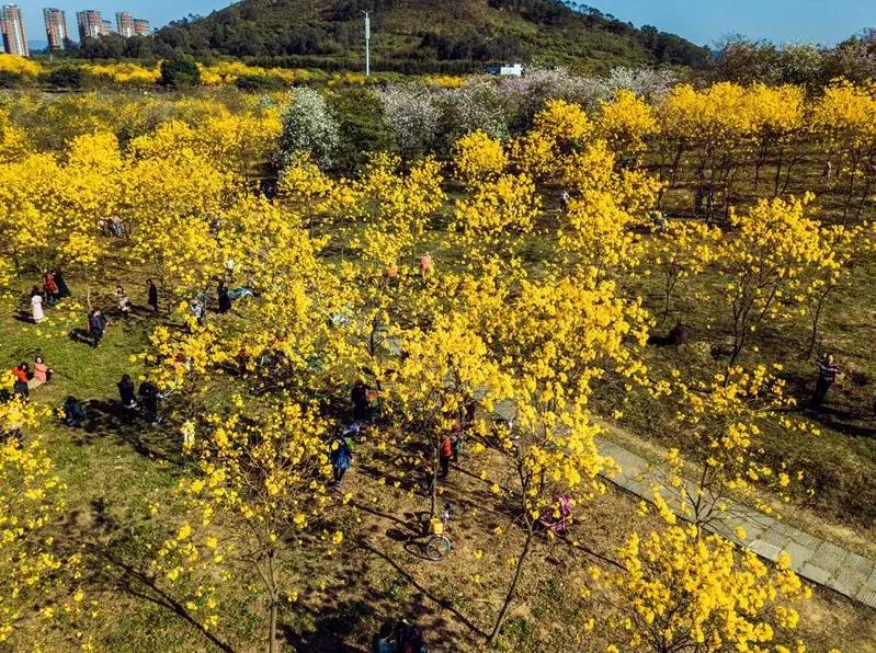 东莞自驾一日游更佳景点，打卡松山湖黄花风铃木+水濂山森林公园