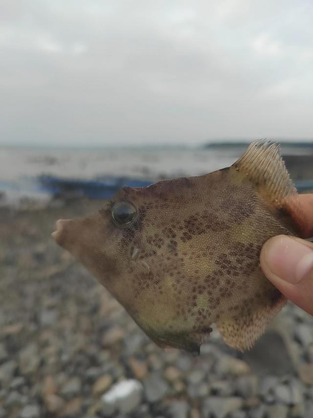 关于海浪的好句子，聆听岛屿的海浪，感悟人生