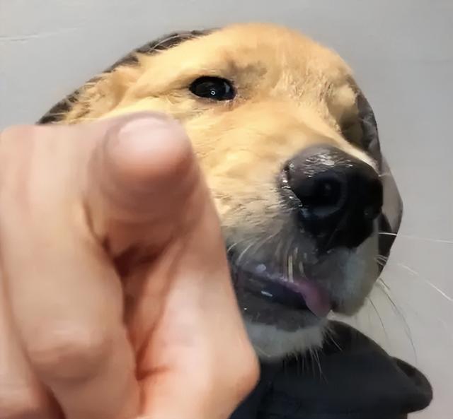 最善良的狗狗是什么狗，最善良的狗是什么品种（是因为狗狗太善良）