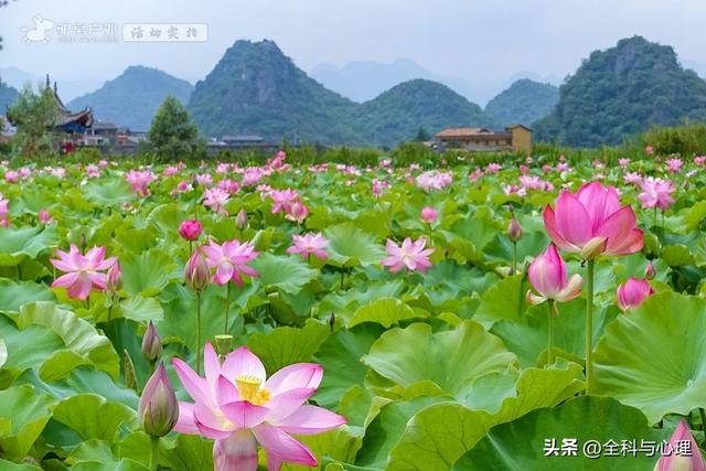 泸沽湖的海藻花几月份去最好，夏日云南美景可不止一点点