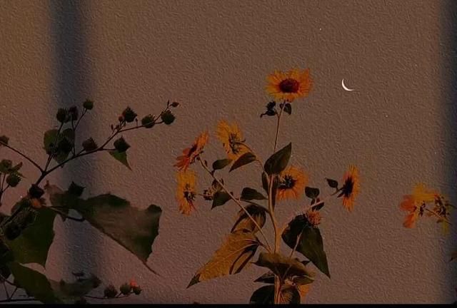 单身文案，单身文案伤感（适合单身的朋友圈文案）