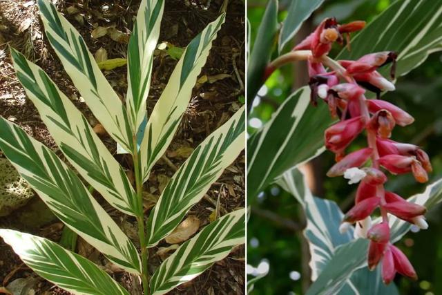 姜的种类和功效，姜的种类和功效和作用（12种姜科的辛香料）