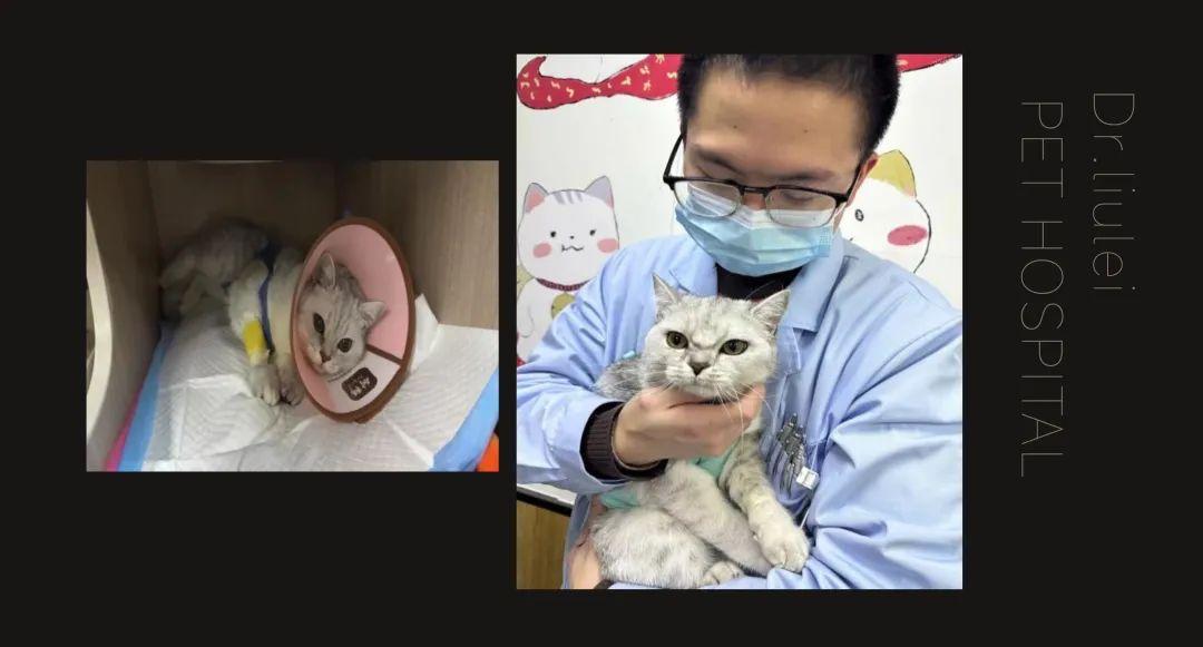 猫胃取异物手术多少钱 猫咪取胃里东西手术