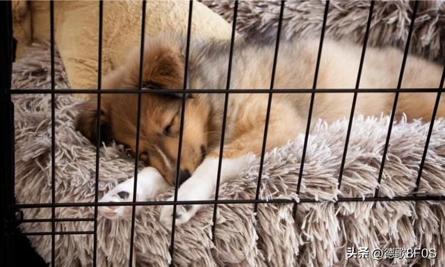 狗狗排行榜之“最可爱”的几种狗，种最可爱的泰迪熊犬种