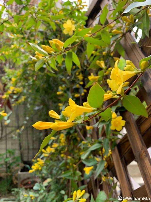 法国香水花，堪称开花界“航空母舰”（法国香水花有毒吗）