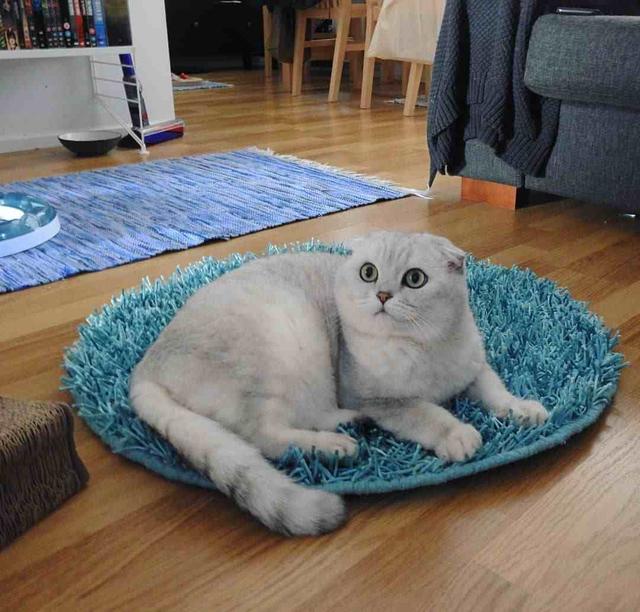 猫对人有感情吗，猫对人有感情吗图片（这些后果很揪心）