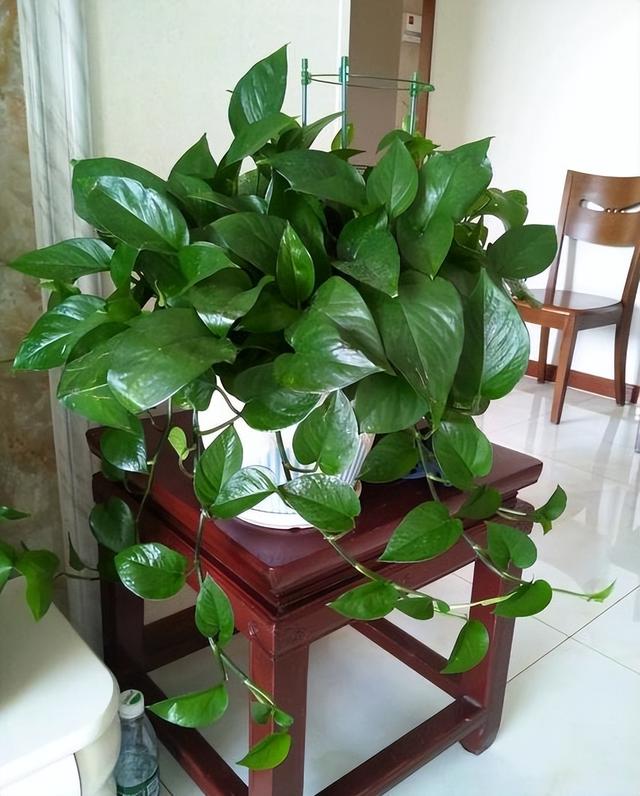 十大室内花卉排名，室内十大吉祥花（6种“漂亮花”）