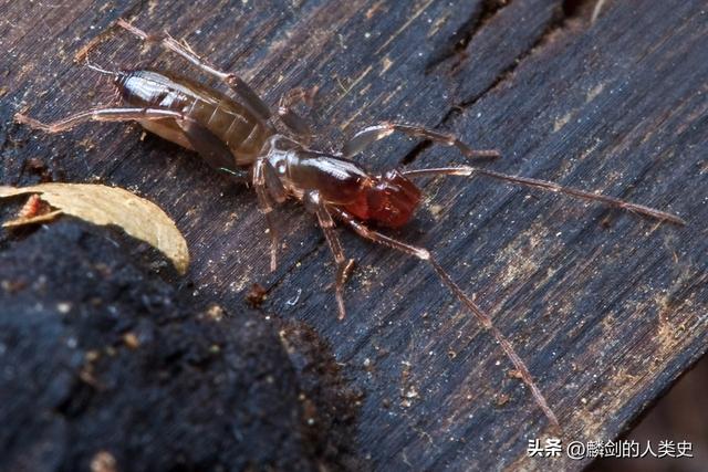 昆虫纲的动物种类，螯肢亚门—蛛形纲<蜘蛛纲>