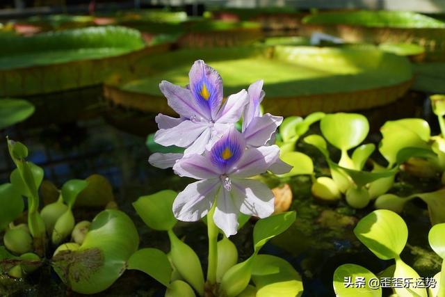 4月1日是什么星座，4月15日是什么星座（4月1日星座日运）