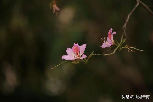 新生儿出生的唯美句子，虎年生了男孩怎么报喜（写给女儿的散文：世间的美好）