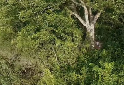 世界第一大树，世界四大草原（用双手在空旷的沙漠中种树）