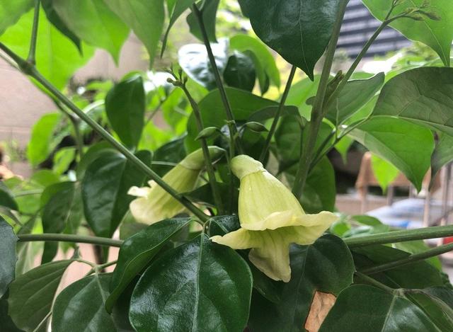 幸福树开花图片，夏季怎么养护幸福树（室内客厅养幸福树）