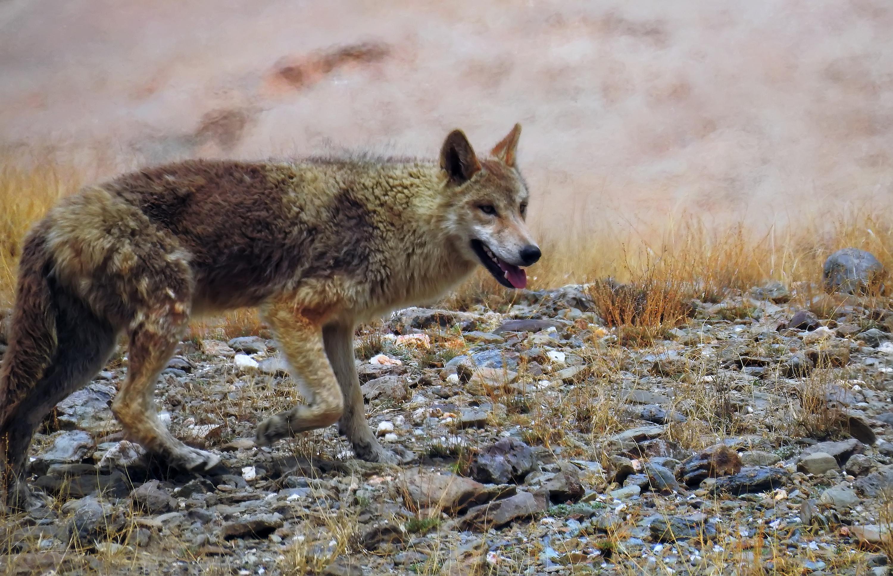 东北地区,内蒙以及河北等地的一些保护区内才能看到狼