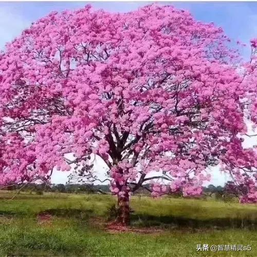 铁树开花的方法，铁树开花的方法有哪些（铁树开花了，也有芬芳的一天）