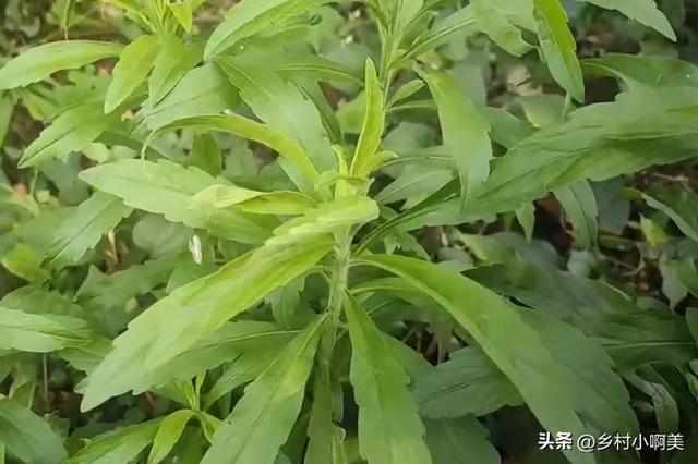 小蓬草有什么用处，老一辈叫“肠炎草”