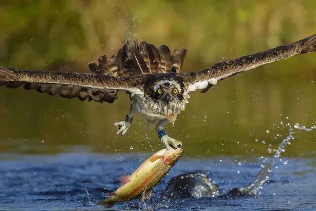 海母和水母区别，海母和水母图片大全（罕见的36张照片）