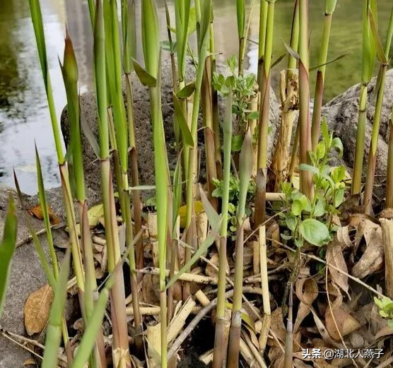 春天能吃的野菜大全，春天都有哪些野菜可以吃（送你63种野菜大图鉴）