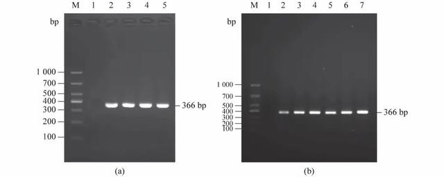 dpbs和pbs的区别，pbs缓冲液配制（四川地区养殖鲫鲤疱疹病毒Ⅱ型的鉴定及病理学研究）
