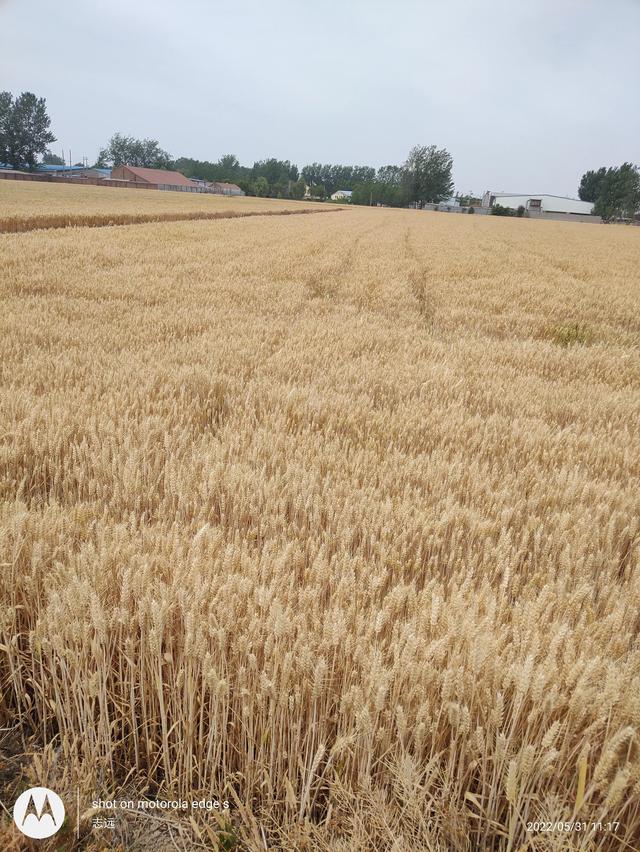 扬州封不封城，扬州怎么还不封城（疫情下的生活现状）