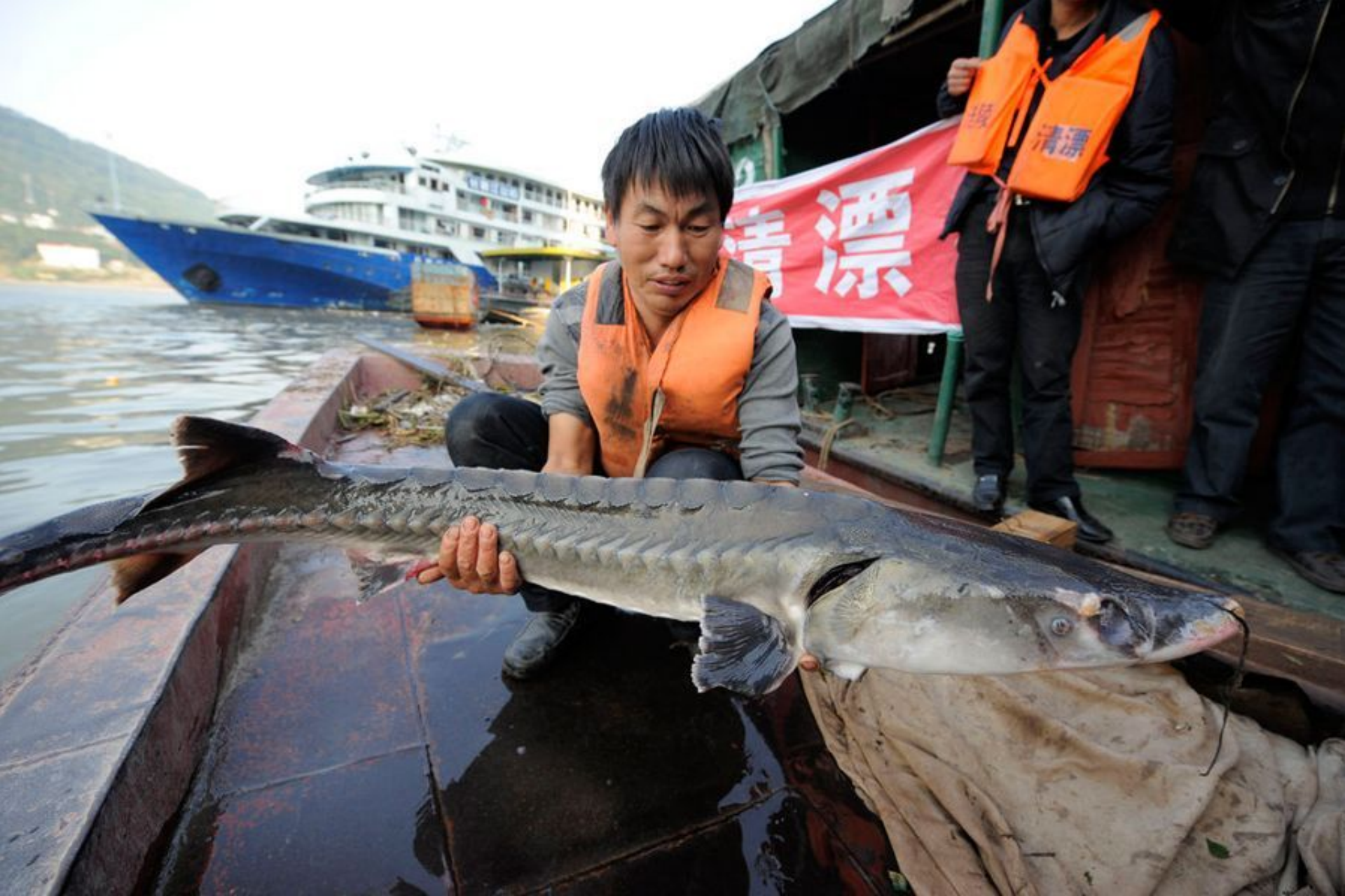 这条1028斤的大鳇鱼,是怎么捕获到的?