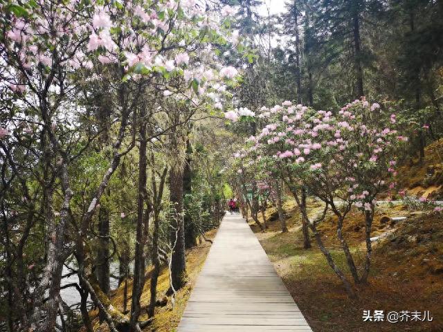 一个人的香格里拉，普达措国家公园一日游