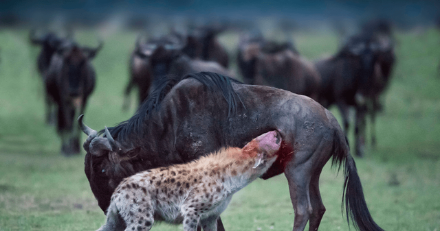 角马是啥动物，角马是什么意思（作为非洲草原上的“粮库”）