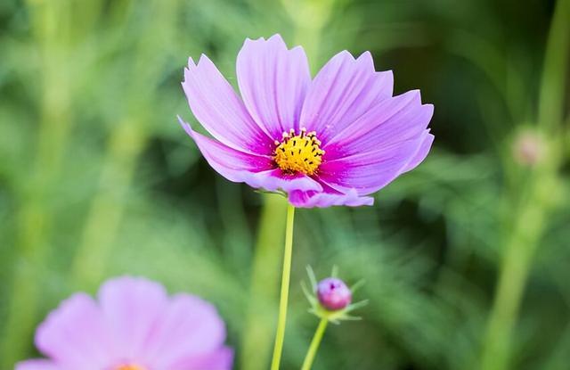 金牛座三个阶段蜕变，金牛座的几个阶段（却能掌控全局的星座）