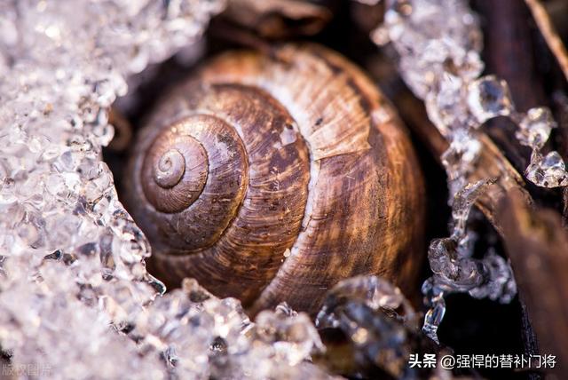 冬天冬眠的动物有哪些，冬眠的动物有哪些（以下哪种动物不仅会夏眠）