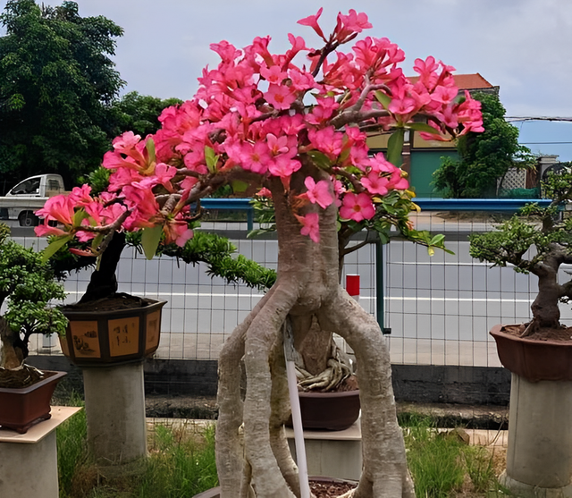 现在种什么树最有前景，种植什么树木前景最好（养1棵代表吉祥）