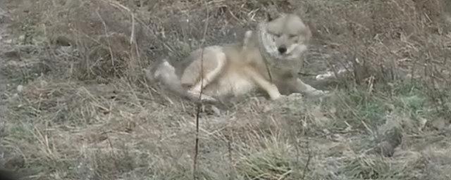 狼的寿命，北极狼的寿命（2008年陕西男子捡到一条“狗”）