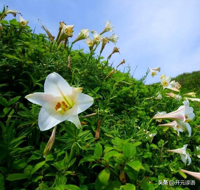 让对方看到心疼的网名，伤心透了的网名（《隐入尘烟》有种一见钟情叫做我在雪地心疼驴）