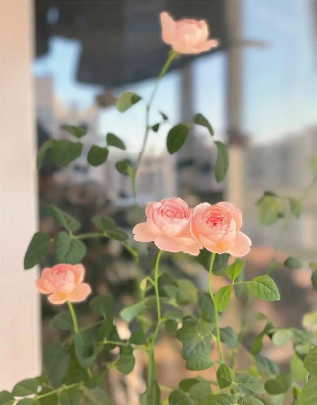 清新唯美的壁纸，小清新唯美手机壁纸