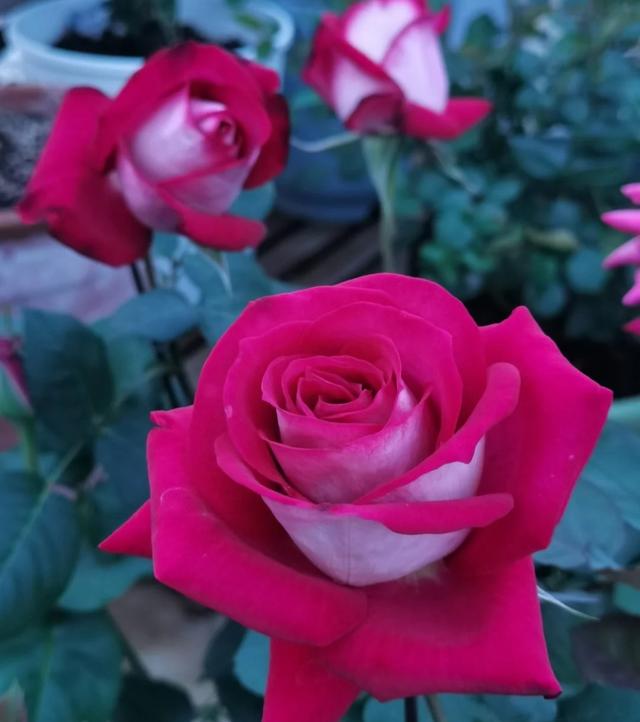 梦露和艾莎月季的区别，月季梦露百科（12种大花月季）