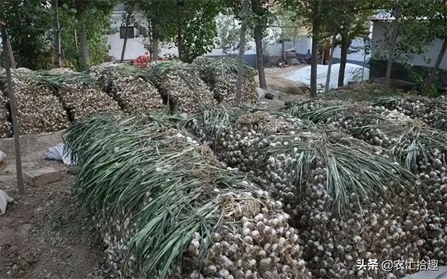 大蒜价格表今日价格，今年的大蒜行情怎么样（大蒜半个月涨4毛）