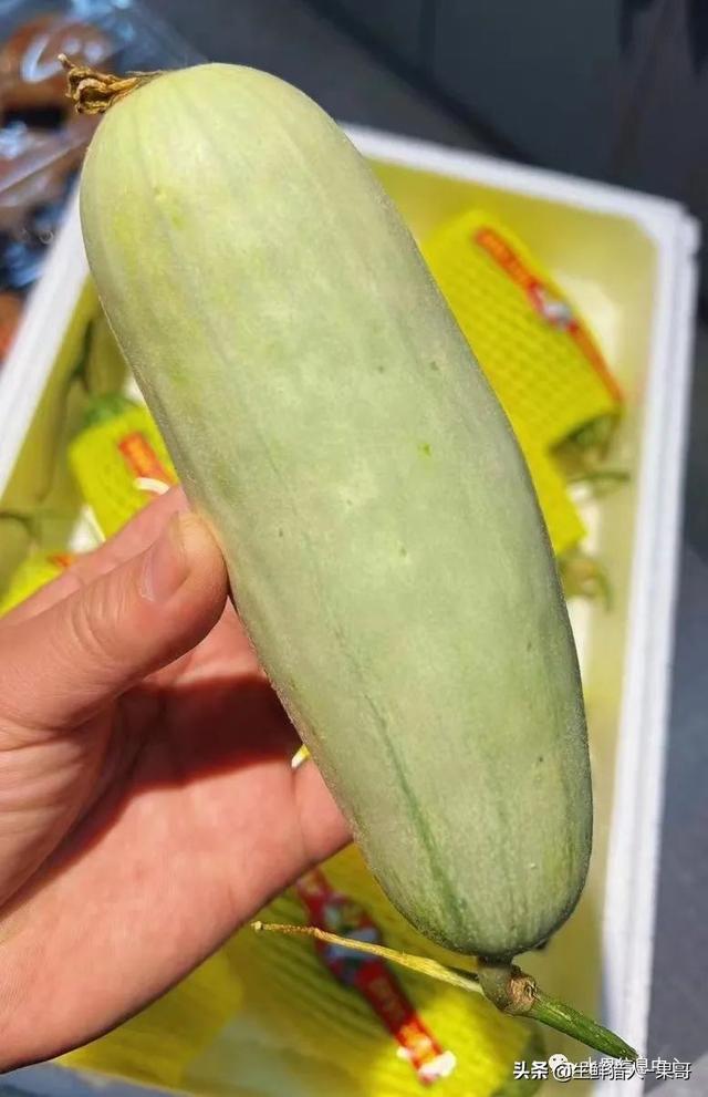 绿色的哈密瓜叫什么，绿色的哈密瓜叫什么名字（哈密瓜、蜜瓜、网纹瓜、香瓜、羊角蜜傻傻分不清）