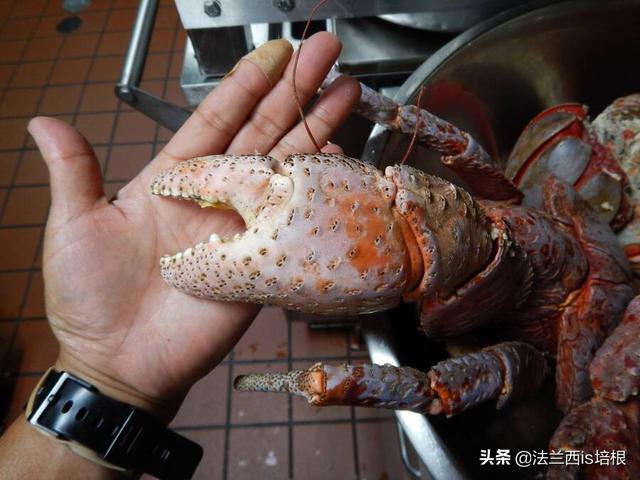 椰子蟹能吃吗，椰子蟹能吃吗肚子里是屎嘛（爬上食物链顶端的椰子蟹）