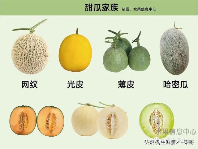 绿色的哈密瓜叫什么，绿色的哈密瓜叫什么名字（哈密瓜、蜜瓜、网纹瓜、香瓜、羊角蜜傻傻分不清）
