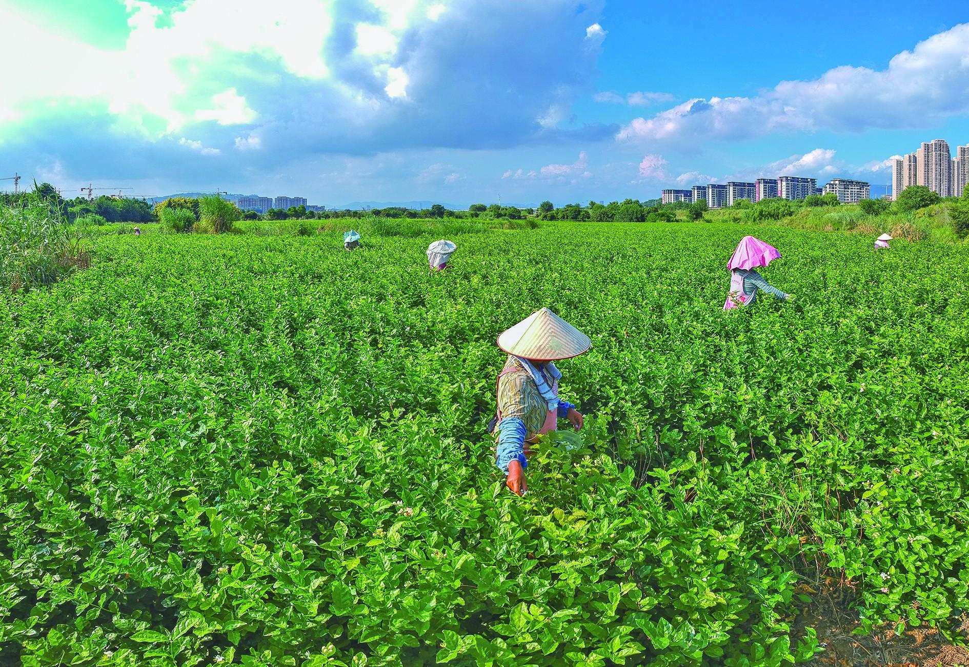 福建经济学校是大专吗（做强福州茉莉花茶产业）