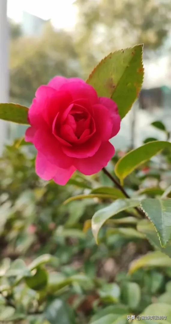 花草图片,一花一世界(花草图片自然风景)