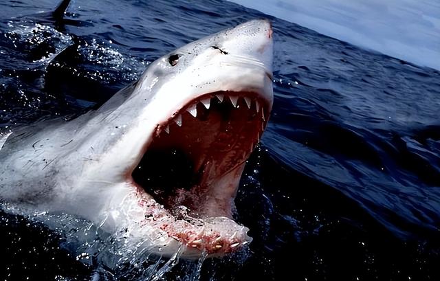 海洋十大霸主排行榜，世界上最可怕的十大海洋生物——虎鲸到底是不是海洋霸主