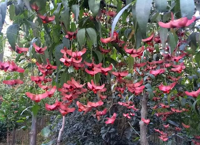 金丝吊蝴蝶花语是什么，金丝吊蝴蝶的花语（家里一放“转运气”）