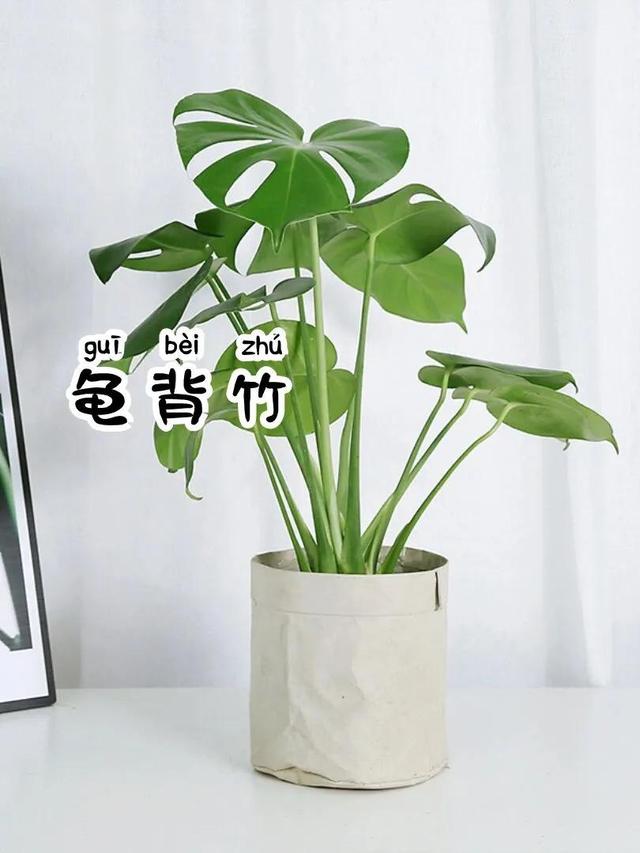比较大的绿植，寓意美好又耐看的6⃣️款大型绿植