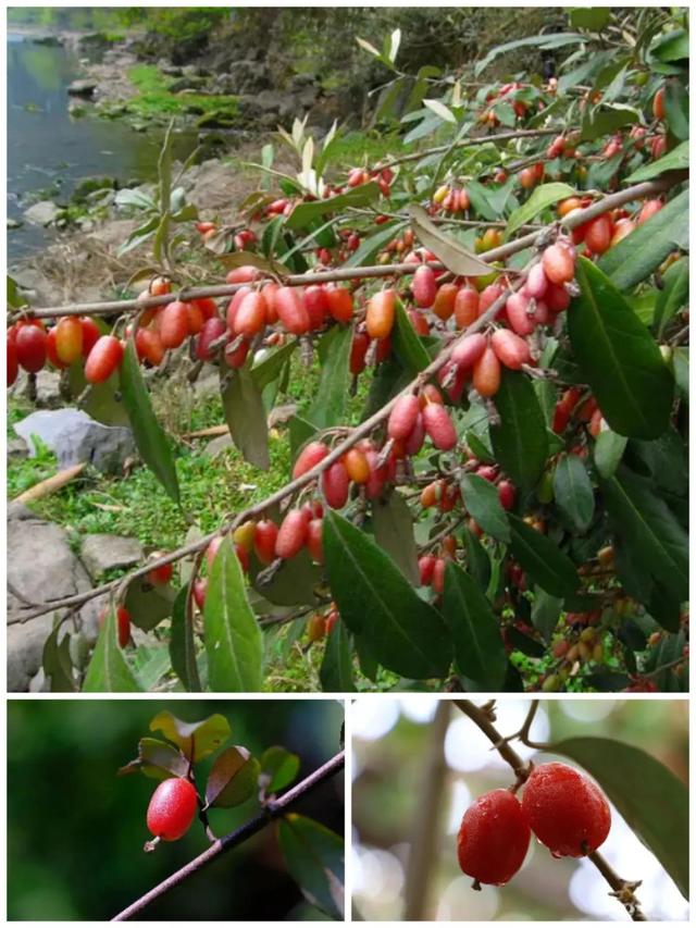 鸡嗉子果泡酒方法，泡鸡子酒处方（儿时的回忆）