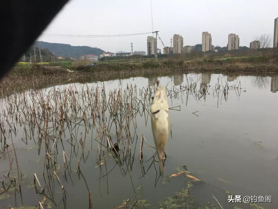 传统钓鱼技巧全解析：高清视频教学，揭秘为何老钓手偏爱传统钓法