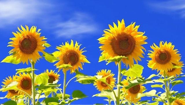 向日葵长什么样，向日葵的茎是什么样的（分享图片，生机勃勃的向日葵）