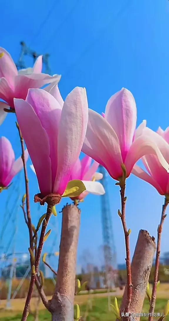 适合做微信头像的花朵图片，微信头像风景花朵图片     春暖花开（春暖花开的季节，美如仙境）