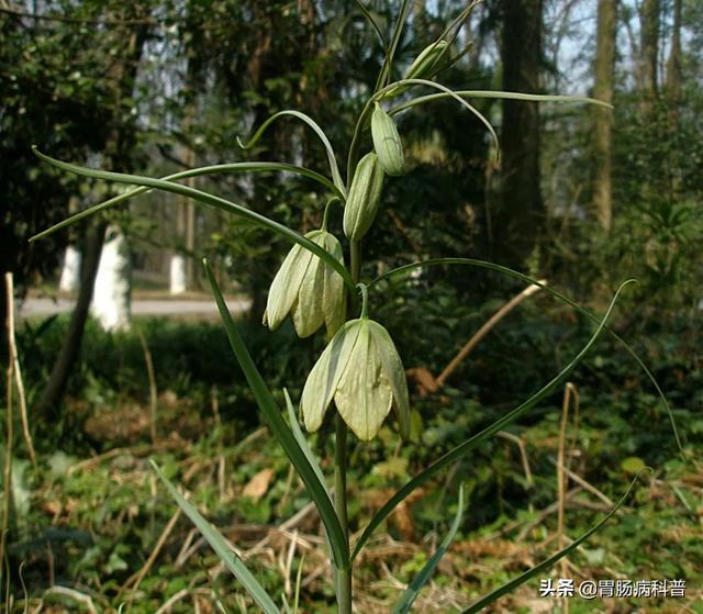 曼陀罗花的图片，曼陀罗花是什么（301味中药材的原植物彩色图谱）